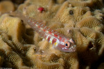 Gobiiformes