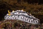 Phyllidiidae