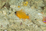 Apogoninae