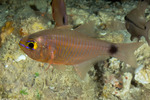 Apogonidae