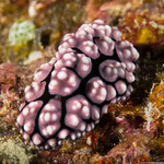 Euthyneura