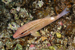 Mullidae