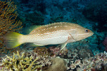 Anyperodon