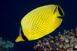 Chaetodon