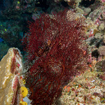 Corals