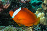Ovalentaria