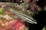 Apogonidae