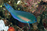 Scarinae