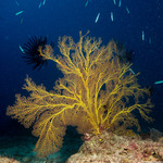 Subergorgia