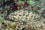 Perciformes