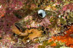 Stolidobranchia