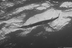 Beloniformes