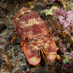 Lobsters