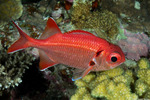 Holocentridae