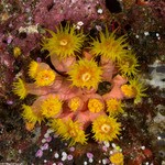 Corals