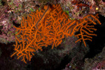 Ellisellidae