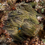 Heteractis