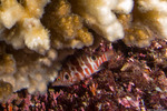 Centrarchiformes