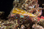 Dardanus