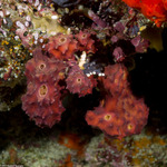 Verongimorpha