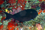 Acanthurus