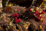 Tunicates