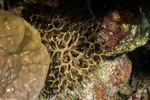Corals