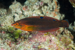 Labridae