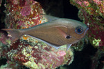 Acropomatiformes