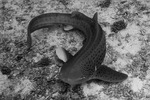 Neoselachii