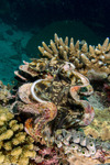 Mollusca
