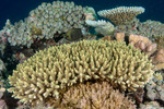 Stony Corals