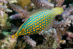 Tetraodontiformes