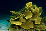 Corals
