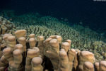 Corals