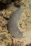 Sea Cucumbers