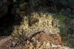 Echinodermata