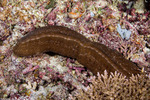 Fungiidae