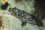 Perciformes