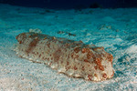 Thelenota