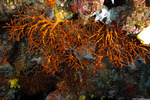 Corals