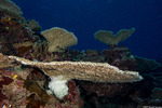 Corals