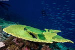 Corals