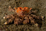 Lithodidae
