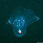 Pteropoda