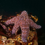 Neoasteroidea