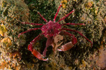Pugettia