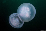 Scyphozoa
