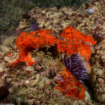 Axinellida