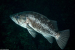 Sebastes (Sebastosomus)